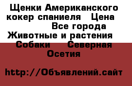 Щенки Американского кокер спаниеля › Цена ­ 15 000 - Все города Животные и растения » Собаки   . Северная Осетия